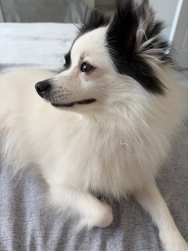 Morning with Pomeranian dog captured in Stara Zagora, Bulgaria