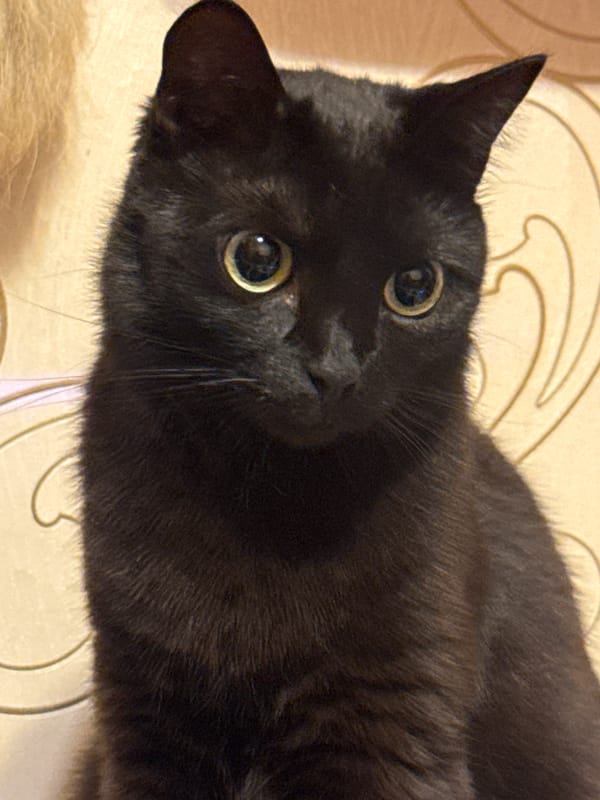 Black cat at home in Oral, Kazakhstan