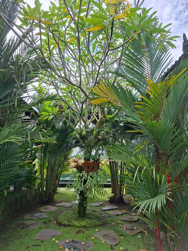 Early morning garden walk documented in Ubud, Indonesia