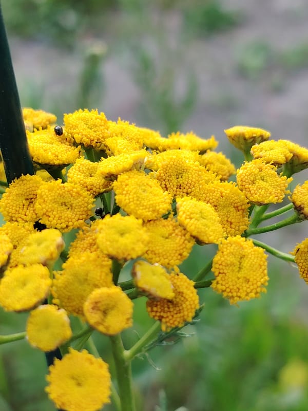 Summer wildflowers documented up close in Balashikha, Russia