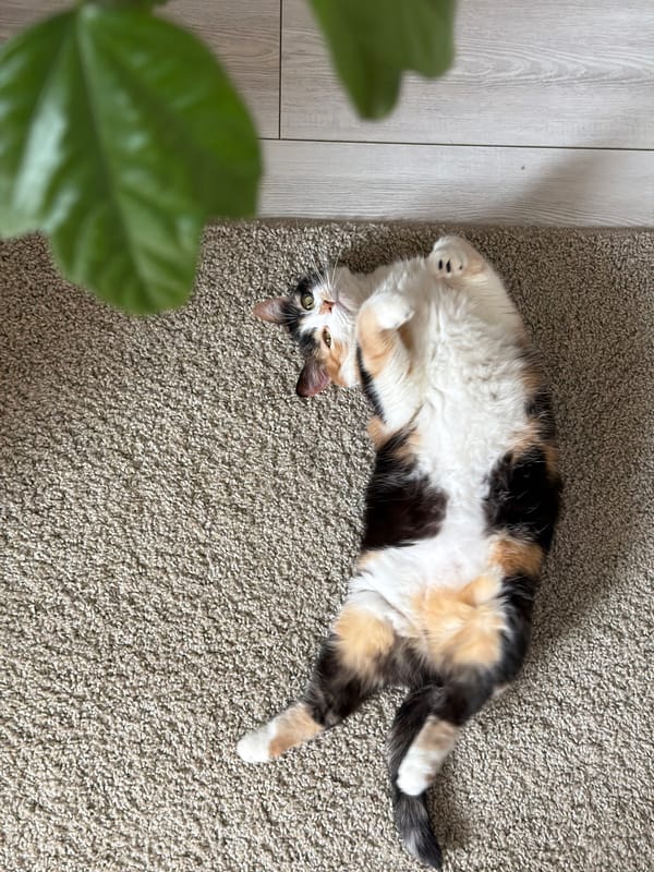 Pets relax at home in morning domestic scene