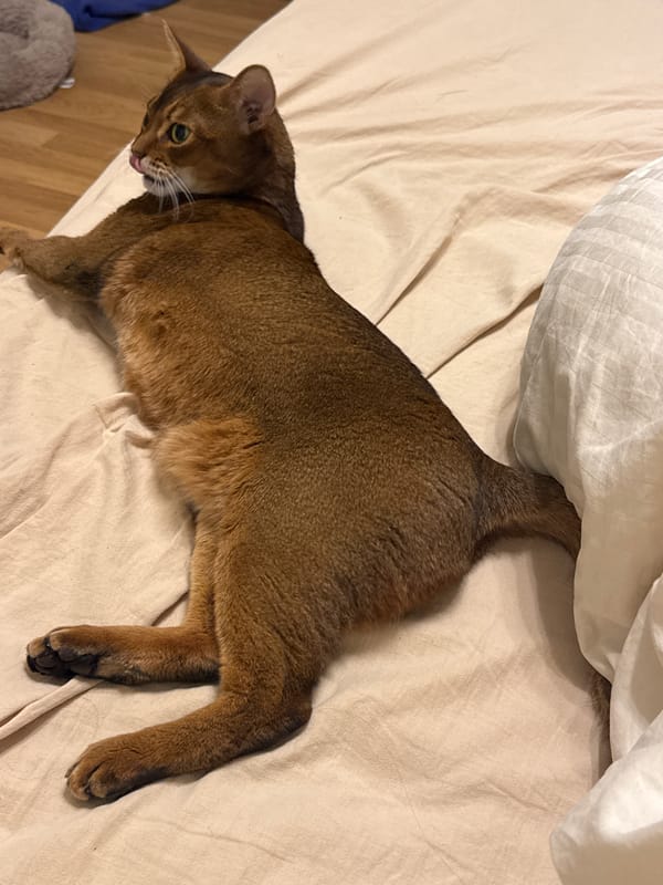 Abyssinian cat relaxing on a bed in a Moscow apartment