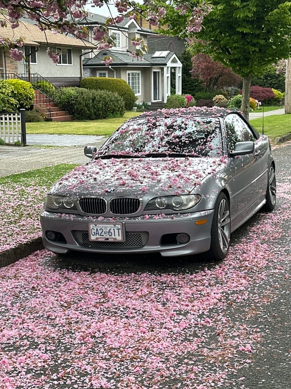 Cherry blossoms blanket parked BMW in New Westminster