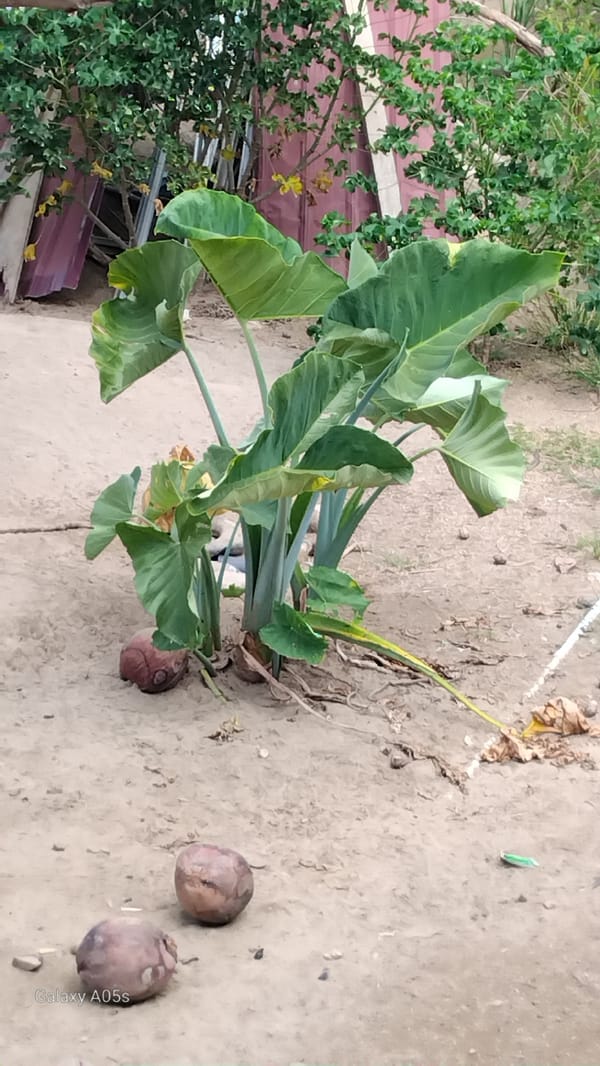 Roosters and tropical plants in a sandy Indonesian yard