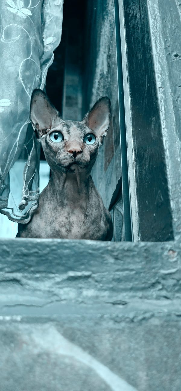 Sphynx cats in Baku, photographed up close