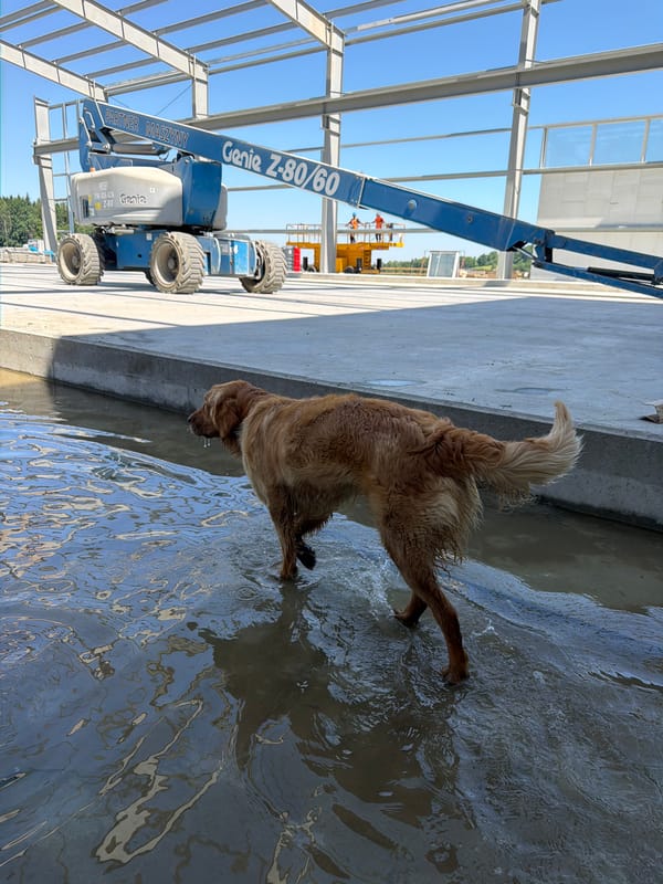 Golden retriever runs loose on a flooded construction site in Poland