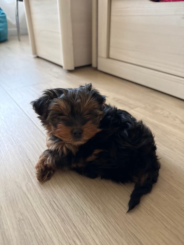Yorkshire Terrier puppy rests near stairs in Saint Petersburg