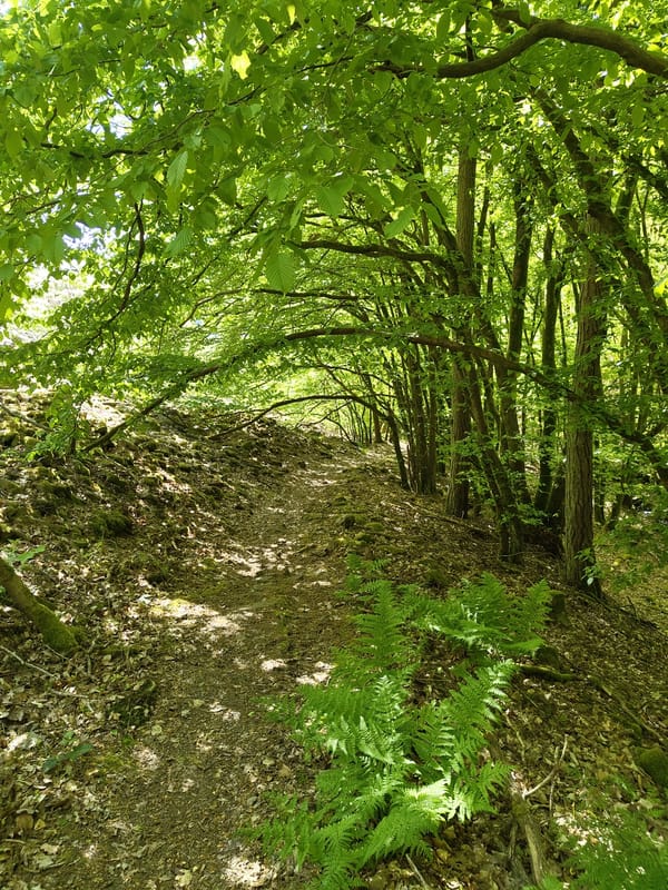 Morning forest walk documented in Mettlach, Germany