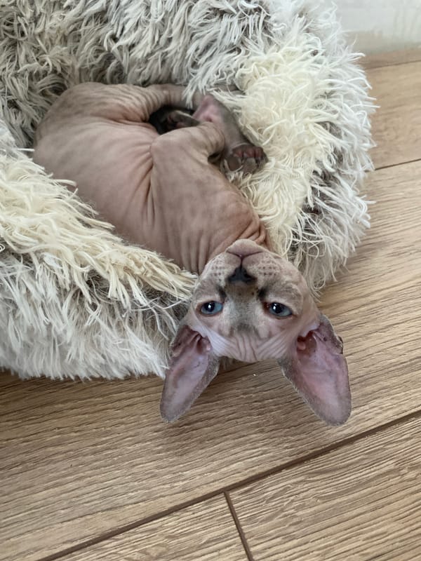 Sphynx kitten naps on rug in Russian home