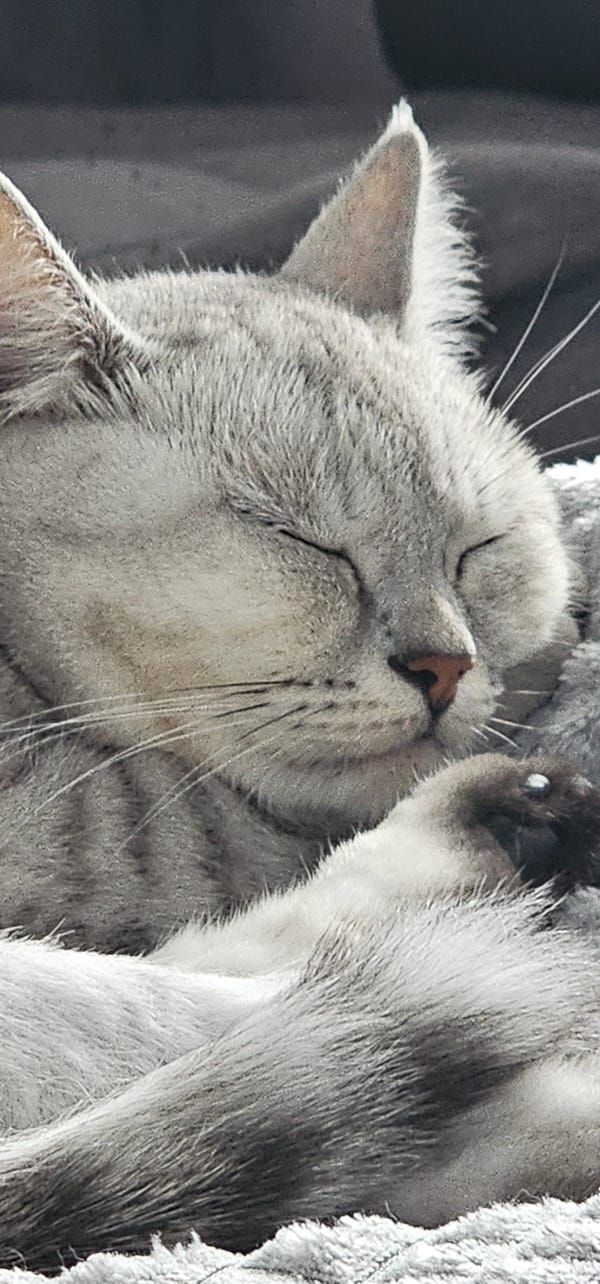 Cats, houseplants, and a birch tree in close-up