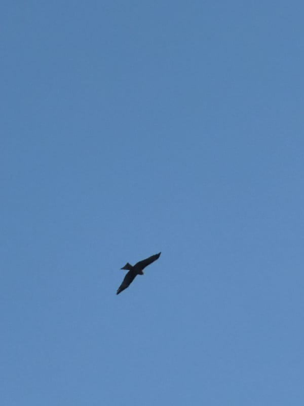 Bird of prey spotted soaring over Chaikovsky, Russia