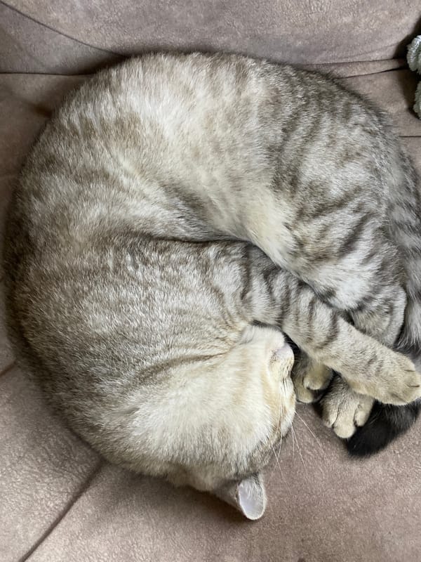 Cat sleeps peacefully in Noviy, Russia