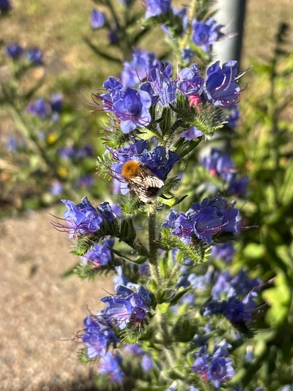 Midsummer garden walk through flowering Søborg streets
