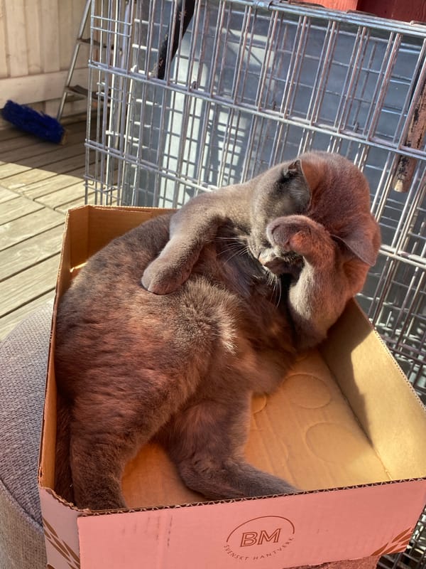 Gray cat spends afternoon relaxing in Björklinge, Sweden