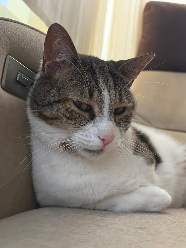 Tabby cat naps and gets pets on the couch all afternoon