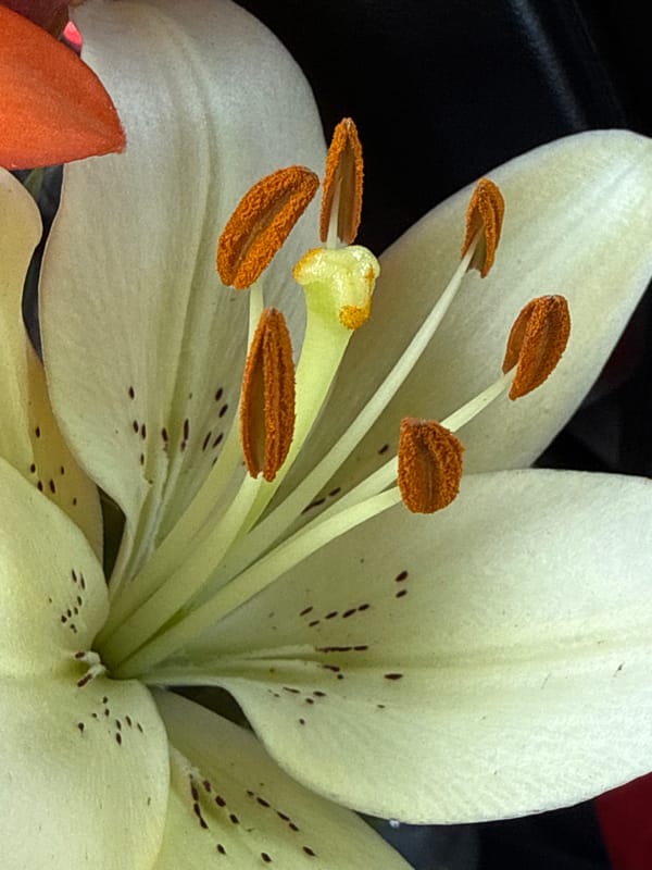 Lily bouquet with a ladybug hitchhiker, on the move