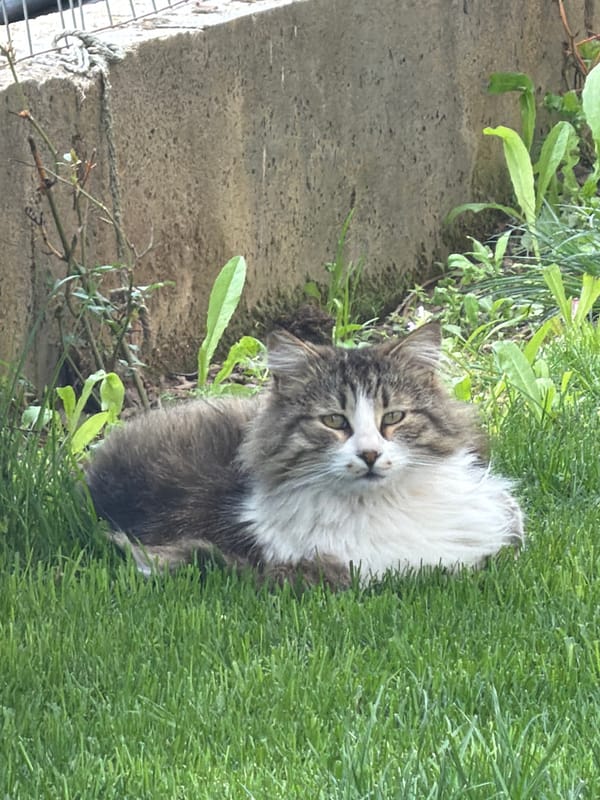 Small wildlife spotted in Bulgarian village grass patches
