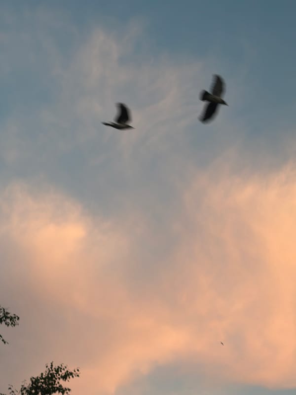 Solikamsk at dusk: birds, birch trees, and Soviet rooftops