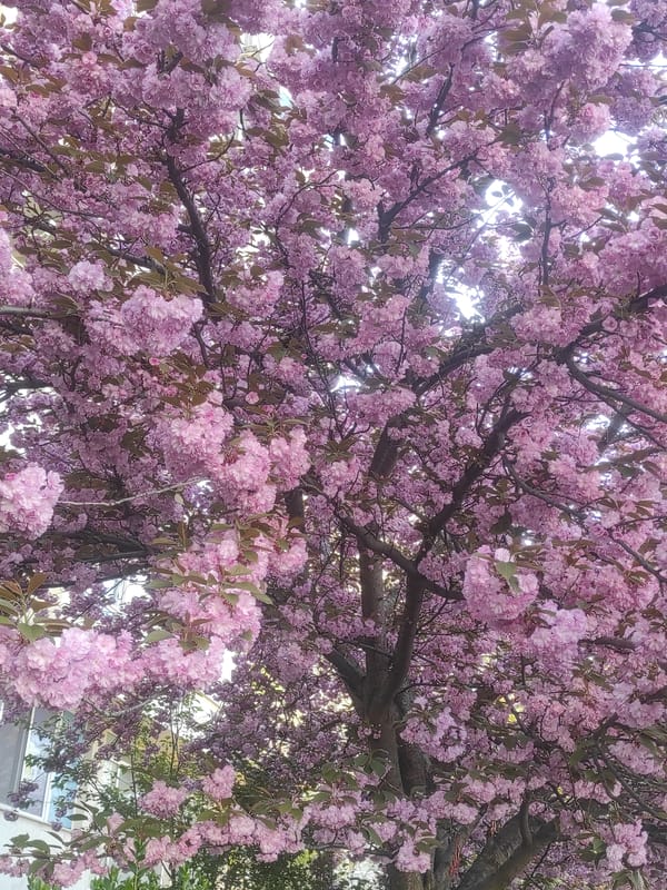 Cherry blossoms captured in full bloom across Sofia