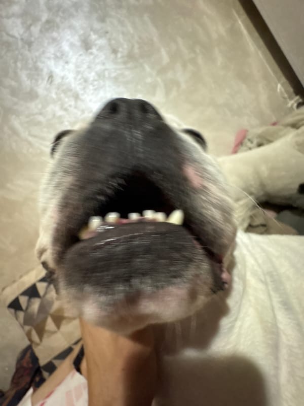 French Bulldog photographed in close-up shots over two minutes