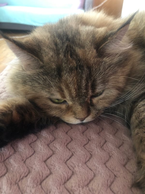 Cats napping and lounging across soft indoor surfaces