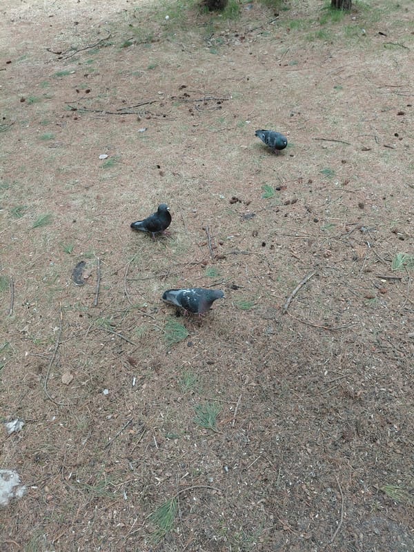 Pigeons forage for bread in Nadym woodland area
