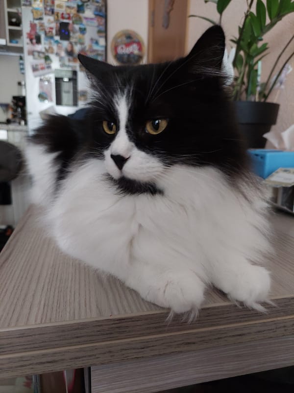 Black and white cat rests on wooden surface in Plovdiv
