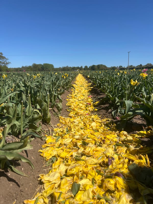 Tulip field photographed in King's Lynn, Norfolk