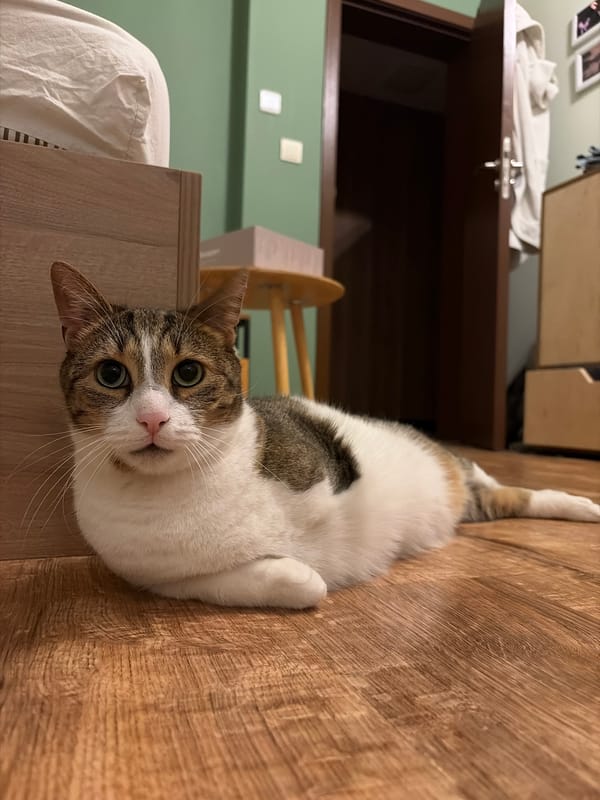 Tabby cat chills on a wooden floor, multiple angles
