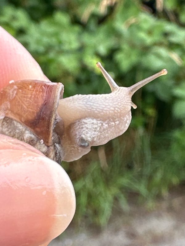 Snail emerges from shell, eyestalks extended