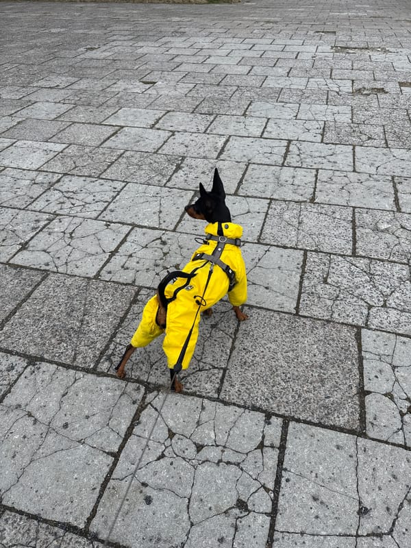Small dog spotted on memorial pathway in Tallinn