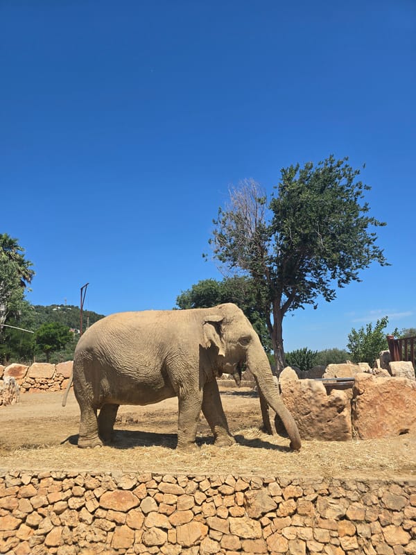 Zoo day: elephants, giraffes, lions, tigers, and a zebra encounter
