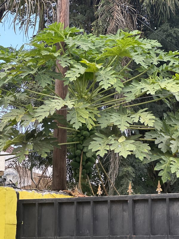 Papaya, corn, murals, and houses in a Dar es Salaam neighborhood
