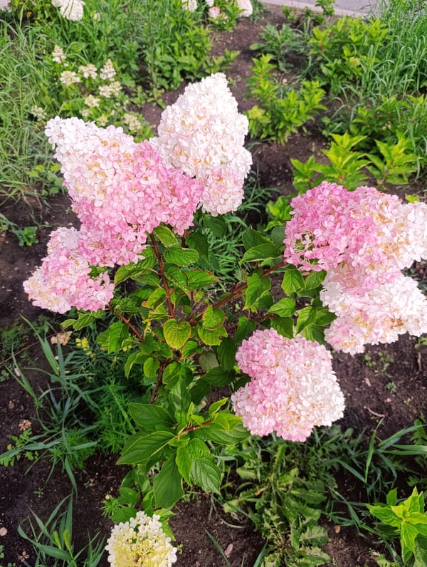 Hydrangeas and mirror selfies on a summer morning