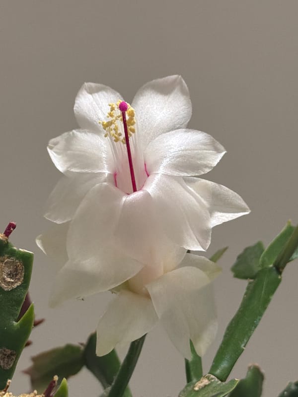 Christmas cactus blooms observed in Luxembourg spring evening