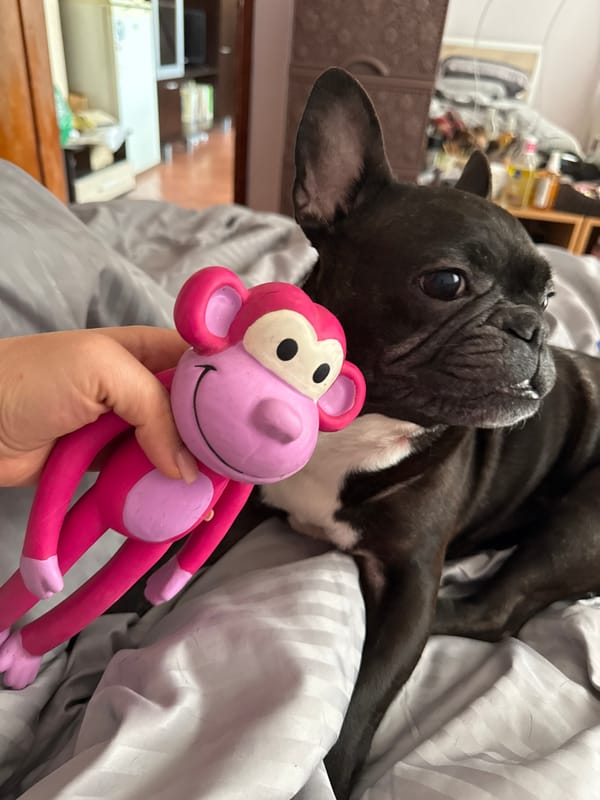 French Bulldog photographed with toy in Sofia bedroom