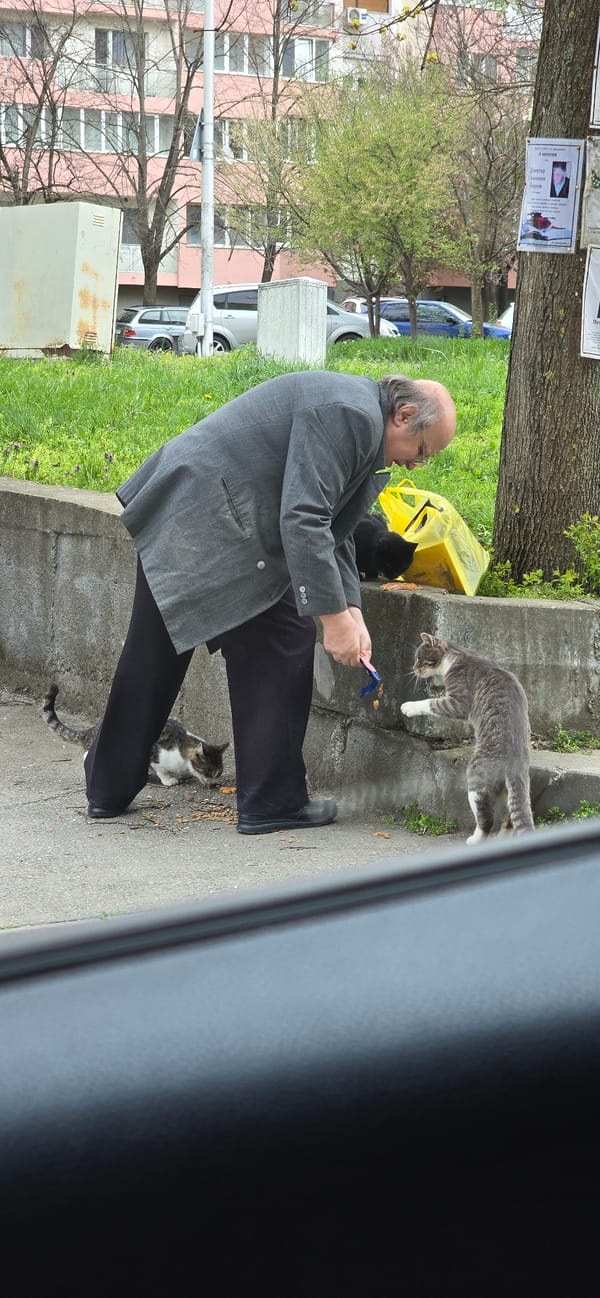 Man feeds stray cats in Veliko Tarnovo, Bulgaria