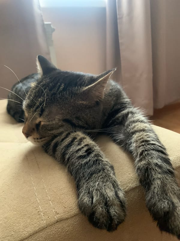 Tabby cat sleeping, shot from multiple angles in Stavropol