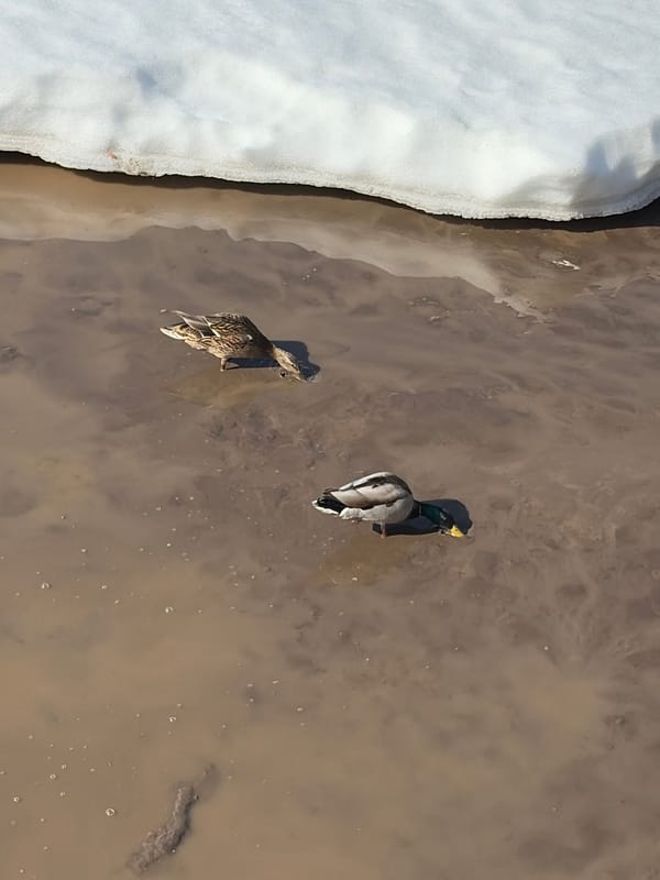 Ducks swim in muddy water near snowy bank in Votkinsk