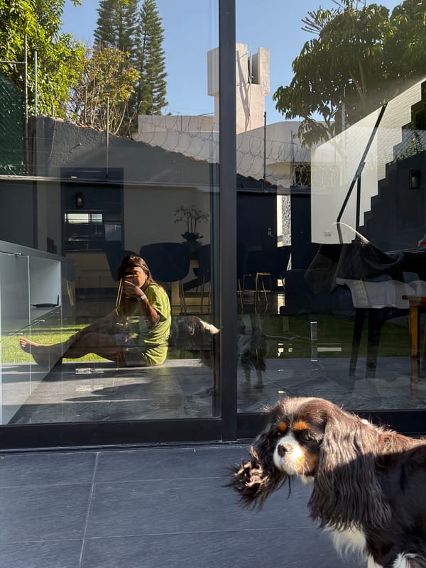 Cavalier King Charles Spaniel spotted on patio in Puebla