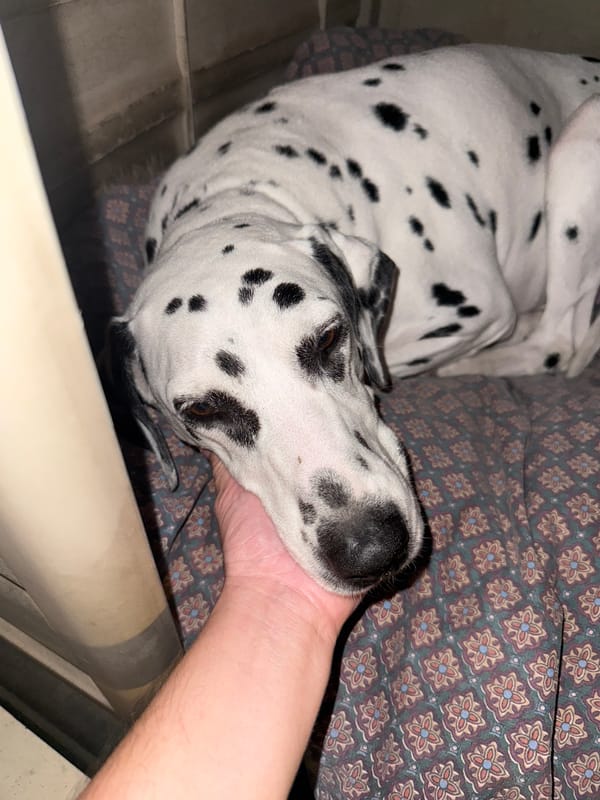 Dalmatian rests indoors while being petted in Xochitepec