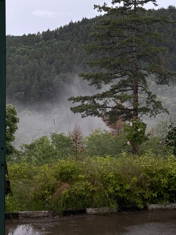 Witness captures misty forest landscape with prominent pine tree