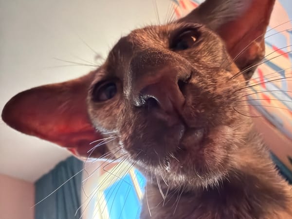 Lazy morning at home with kids, cats, and a dog