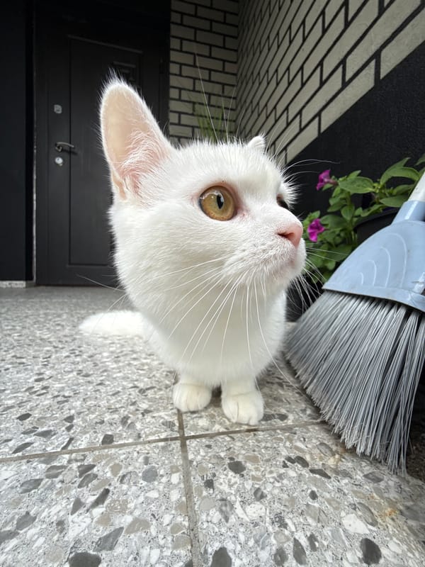 White cat on a tiled patio, shot from every angle