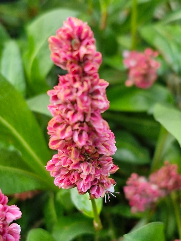 Macro flower photography in Klaipėda, Lithuania