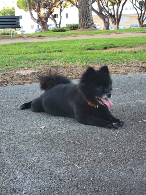 Quiet summer evening at a Quarteira park with dogs and tennis