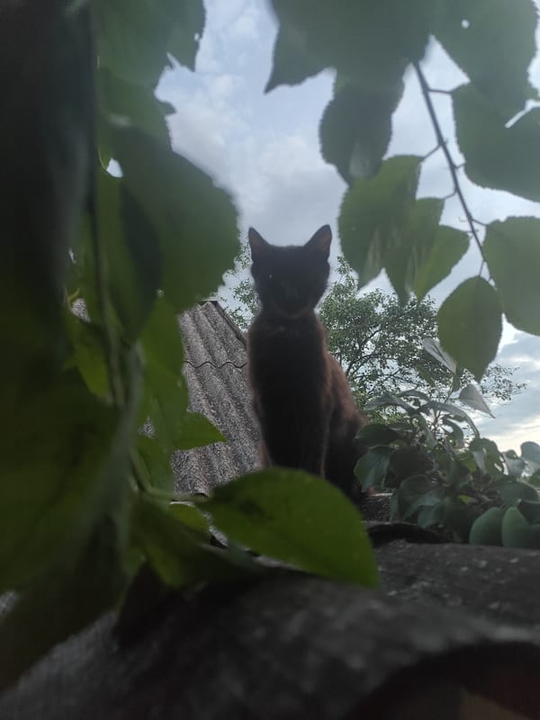 Ukrainian backyard barbecue with traditional food and wandering cat