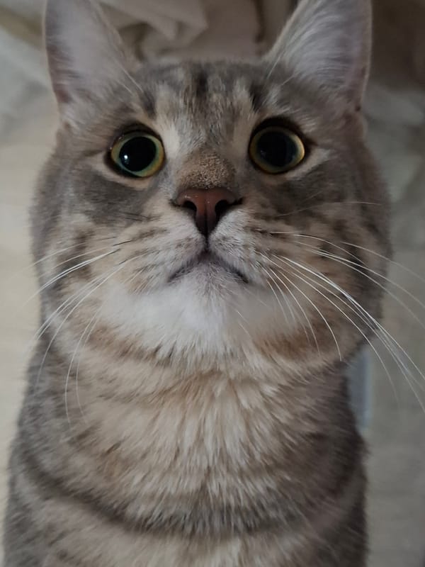 Tabby cat photo session captured in Novi Sad evening