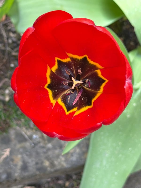 Spring moments captured in Luxembourg: tulips, fruit, dog