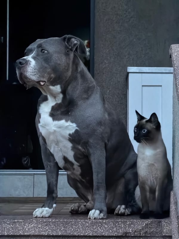 Dog-cat companionship and eyewear promotion captured in Luxembourg